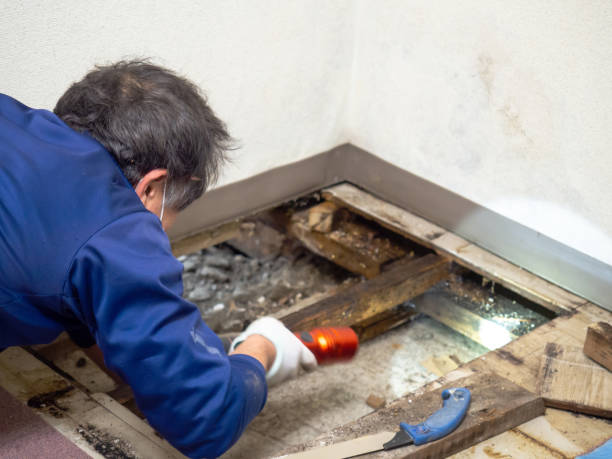 Best Office Mold Removal Services  in Dodge City, KS
