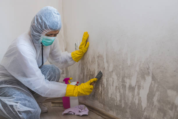 Best Mold Damage Repair  in Dodge City, KS