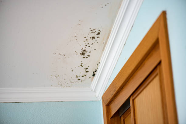 Best Mold Removal Near Me  in Dodge City, KS