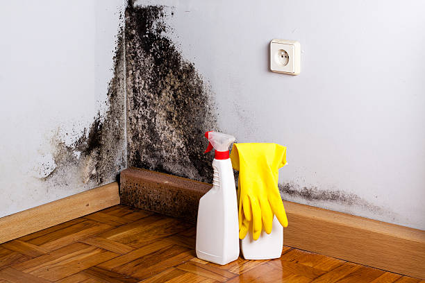 Best Home Mold Removal  in Dodge City, KS