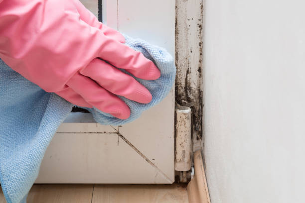 Best Mold Removal Company Near Me  in Dodge City, KS