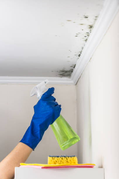 Best Best Mold Removal Companies  in Dodge City, KS